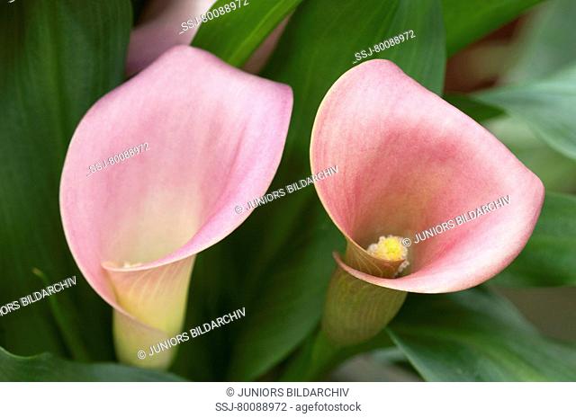 DEU, 2011: Arum Lily (Zantedeschia). Pink flowers