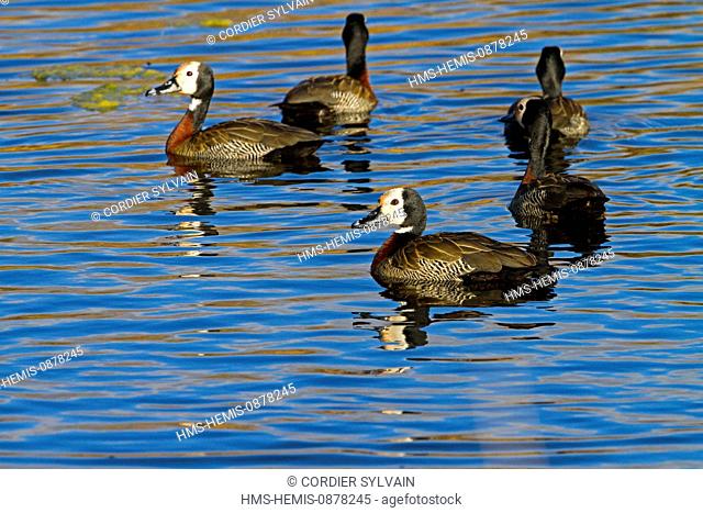 South Africa, Free State Province, White-faced Whistling Duck (Dendrocygna viduata)