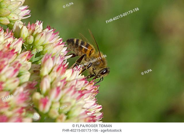 Western Honey Bee (Apis mellifera) adult female worker, collecting nectar from Iceplant (Sedum sp.) flowers, Kent, England, September