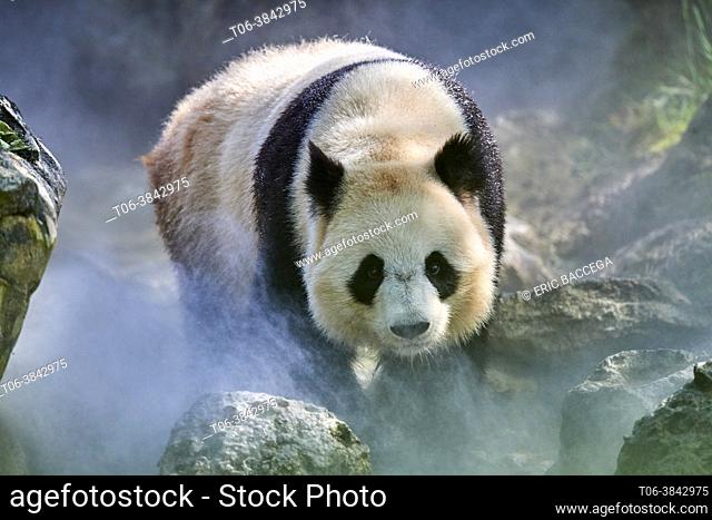Giant panda (Ailuropoda melanoleuca) female Huan Huan out in her enclosure in mist, Captive at Beauval Zoo, Saint Aignan sur Cher, France