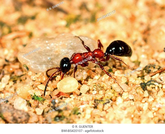 tiphiid wasp (Methocha ichneumonides), female searching a Cicindela-larva, Germany
