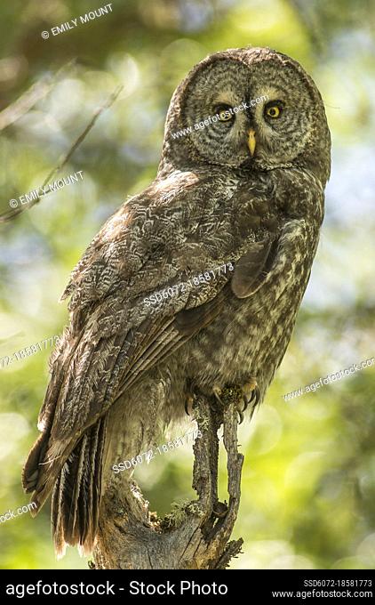 Portrait of adult great gray owl (Strix nebulosa) in madrone tree in southern Oregon