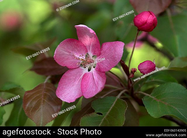 Branch of Blooming Pink Apple Tree with Flowers in Spring Orchard