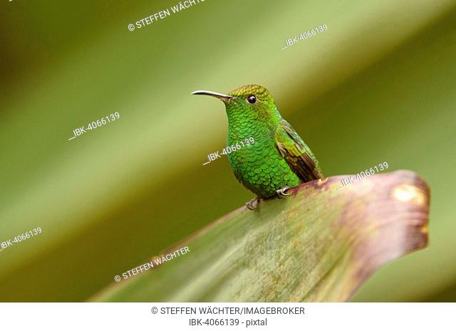 Coppery-headed Emerald (Elvira cupreiceps), perched on a leaf, Vara Blanca, Alajuela Province, Costa Rica