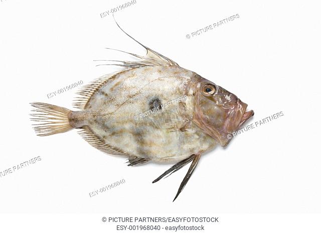 Single fresh John Dory fish on white background