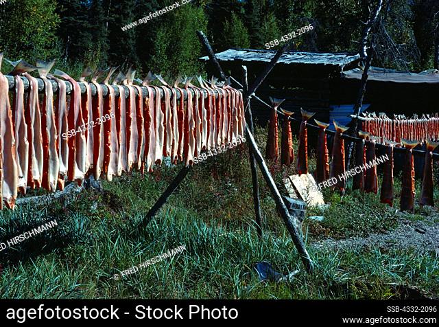 Red Salmon drying on fish racks at Dena Ina Native Sophie Austin's cabin, shore of Lake Clark, Lake Clark National Park, Alaska