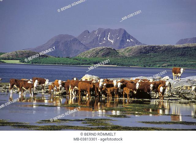 Norway, North country, Helgeland,  Sandnessjøen, Leirfjord, cow herd,   Scandinavia, North Norway, Sandnessjoen, fjord, shores, animals, herd, cows, cows