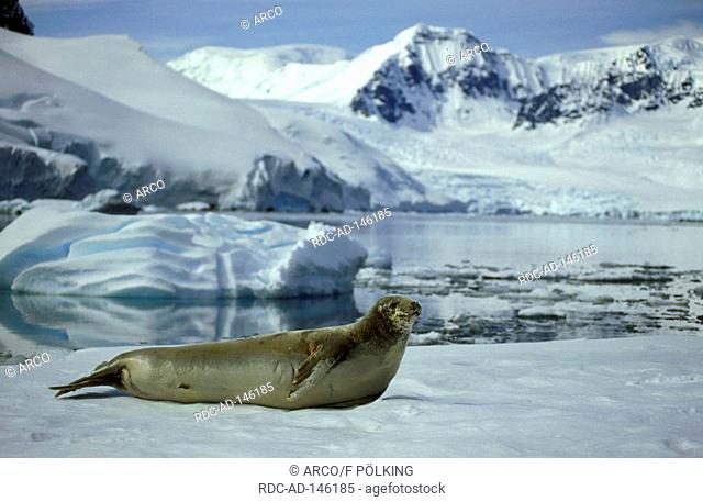 Crabeater Seal Antarctica Lobodon carcinophagus