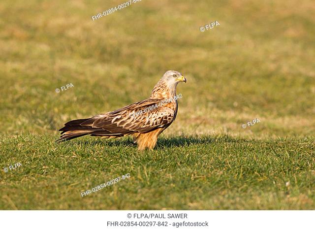 Red Kite Milvus milvus adult, standing on ground at feeding station, Gigrin Farm, Powys, Wales, march