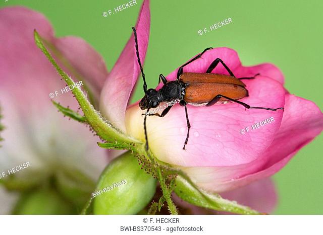 Blood red longhorn beetle, Blood-red longhorn beetle (Anastrangalia sanguinolenta, Leptura sanguinolenta), female on a rose flower, Germany