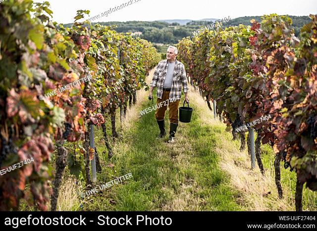 Senior farmer walking with bucket in grapes farm
