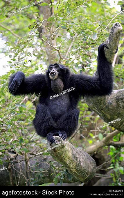 Siamang (Symphalangus syndactylus), adult call, Southeast Asia