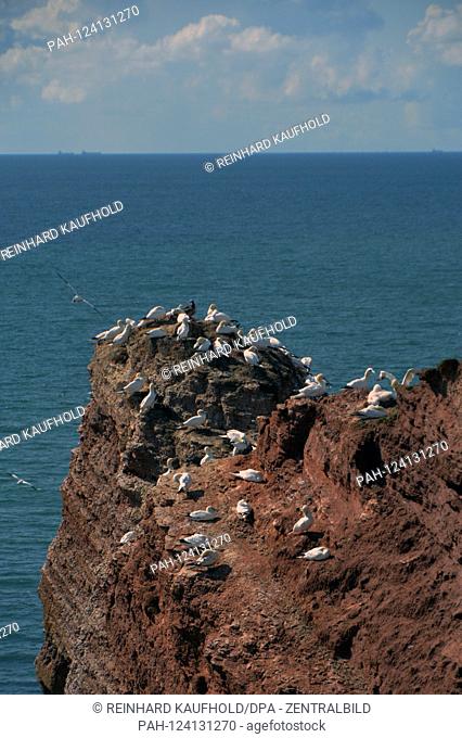 View of the ocher-red rocky coast (Buntsandstein) in the west of the North Sea island of Helgoland - breaming and resting on the cliffs, among others