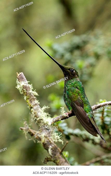 Sword-billed Hummingbird (Ensifera ensifera) perched on a branch in the Andes Mountains of Colombia