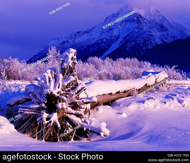 Snow-covered Balsam Poplar driftwood along channel of the Knik River with Pioneer Peak beyond, Palmer Hay Flats State Game Refuge, Alaska