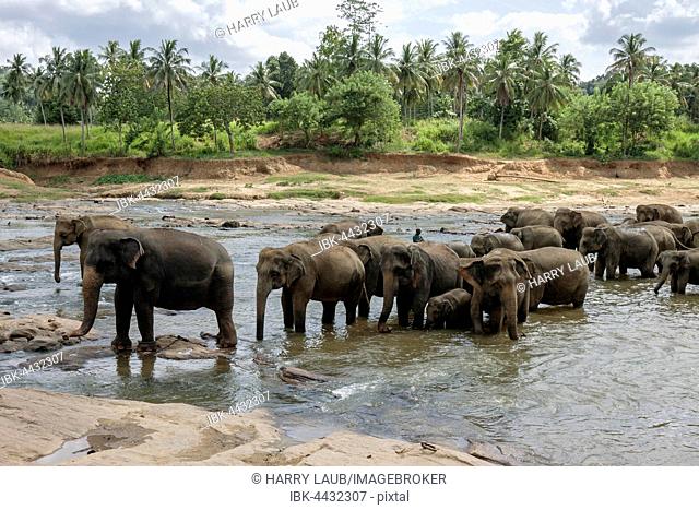 Asian or Asiatic elephants (Elephas maximus), herd bathing in Maha Oya River, Pinnawala Elephants Orphanage, Pinnawala, Central Province, Sri Lanka