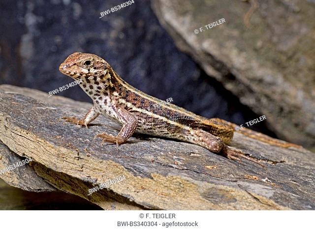 Haitian curlytail lizard, Masked Curly-tailed Lizard (Leiocephalus personatus), female