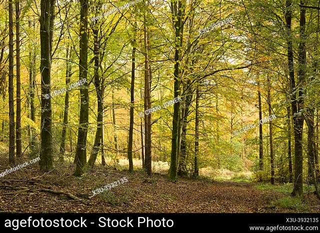 Autumn colours in a beech woodland at Goblin Combe, North Somerset, England