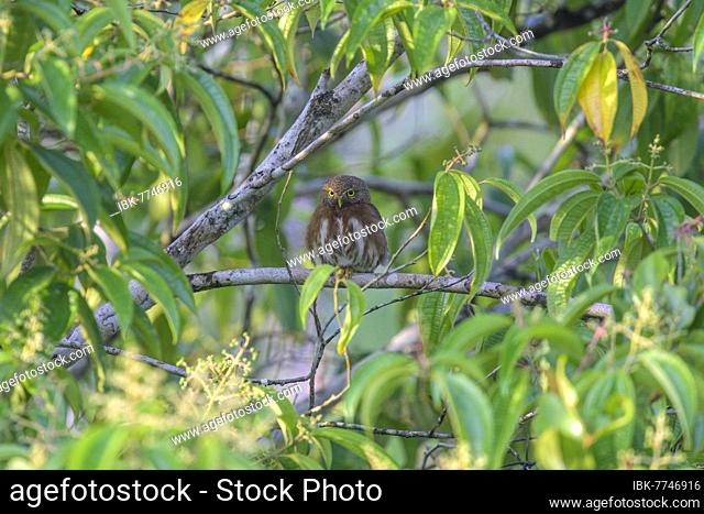 Ferruginous pygmy owl (Glaucidium brasilianum), Laguna del Lagarto Eco-Lodge, San Carlos, Alajuela Province, Costa Rica, Central America