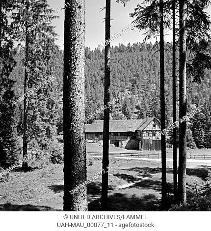 Blick durch einen Nadelwald zu einem alten Gehöft bei Freudenstadt im Schwarzwald, Deutschland 1930er Jahre. View through a conifer forest to an old homestead...