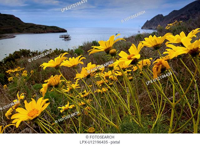 Catalina Harbour in early morning mist, with wild yellow coreopsis flowers in foreground, Catalina Island, California