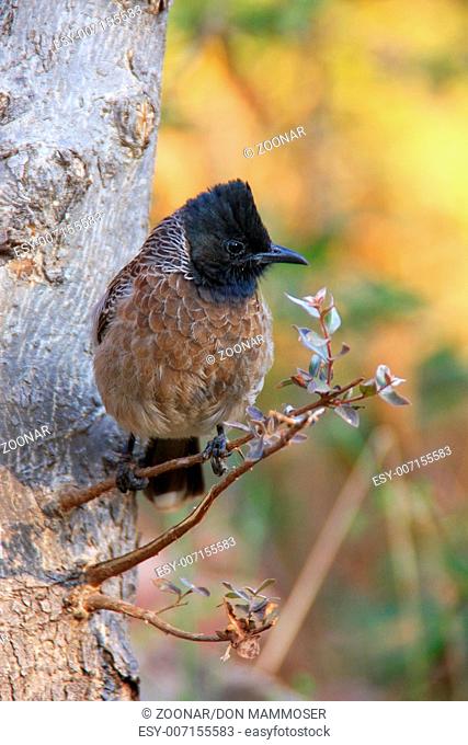 Red-vented Bulbul (Pycnonotus cafer) sitting in a