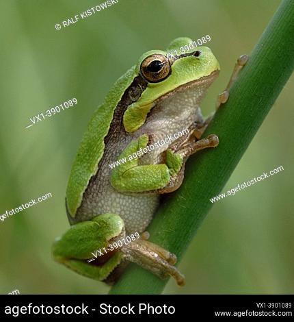 Green European Tree Frog ( Hyla arborea ) resting on a stick of reed, wildlife, Europe