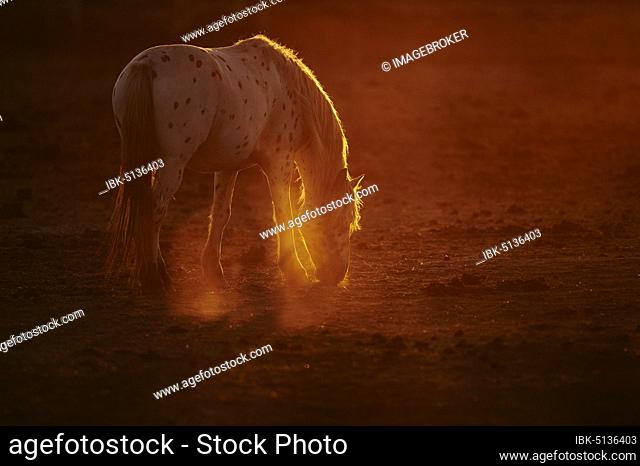 Appaloosa horse in backlight at sunset, Camargue, France, Europe