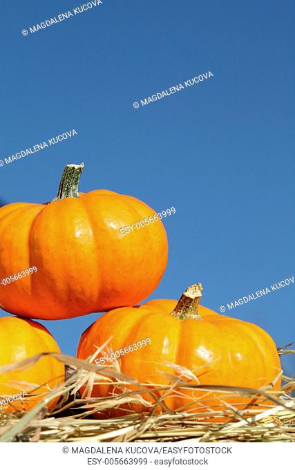 Close-up of pumpkins on straw