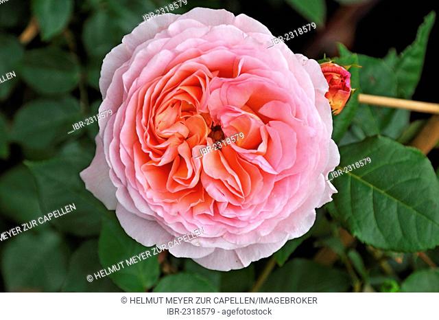 Flower of an English fragrant rose Auscot (Rosa), Ringsheim, Baden-Wuerttemberg, Germany, Europe