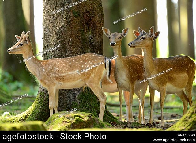 Fallow deer standing in a forest