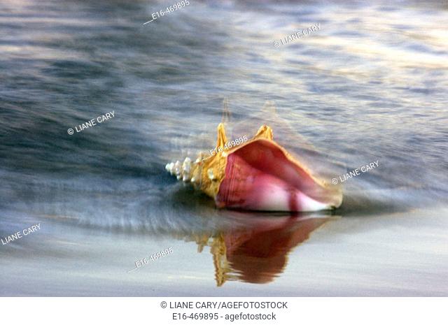 Beach conch shell