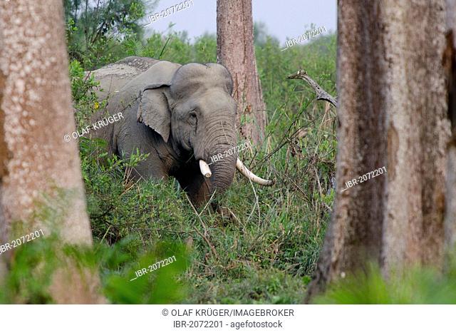 Asian or Asiatic elephant (Elephas maximus) in the forest, Kaziranga National Park, Assam, Northeast India, India, Asia