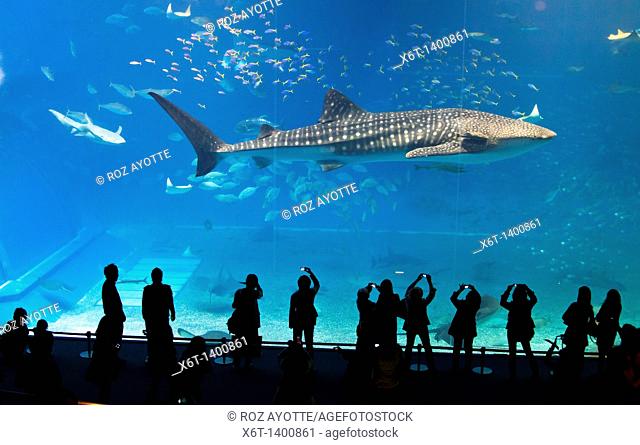 Whale shark in Okinawa Churaumi Aquarium with tourists in silhouette watching and photographing, Japan