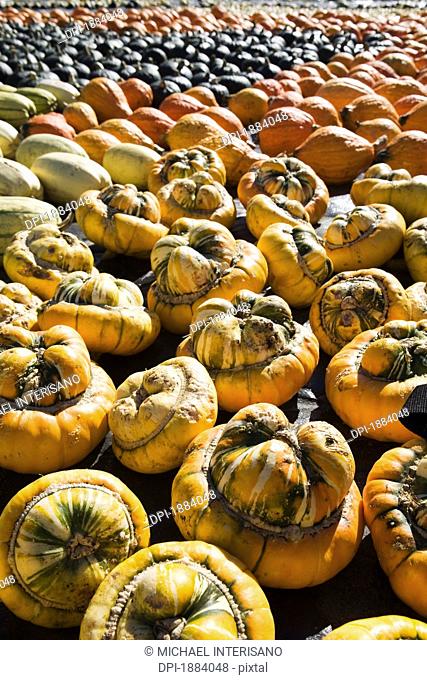 varieties of squash and pumpkins in groups on the ground, innisfail, alberta, canada