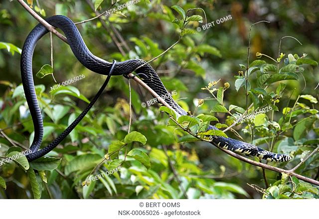 Tropical Rat Snake (Spilotes pullatus) basking on branch in tree, Costa Rica, Limon, Tortuguero National Park