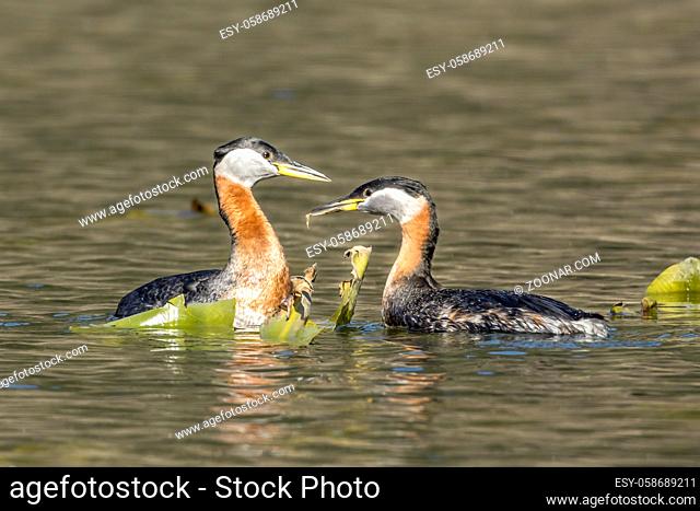 A red-necked grebe couple is building a nest in Fernan Lake, in north Idaho