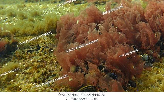 The thickets of Red algae (Porphyra sp.) swing by waves