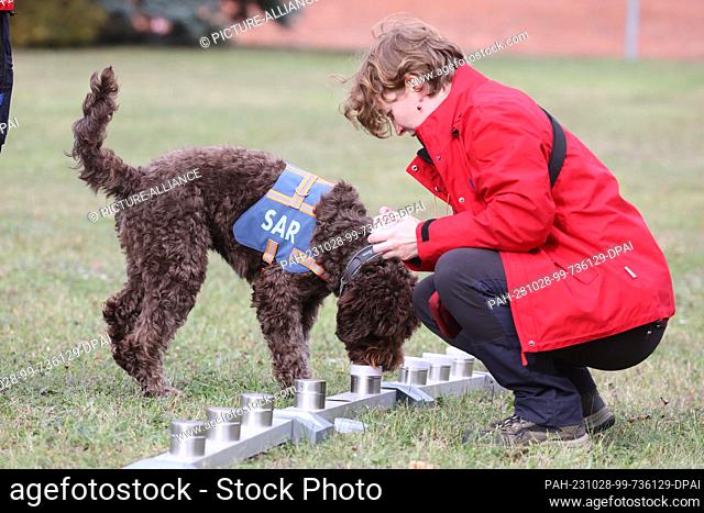 28 October 2023, Thuringia, Erfurt: Dog handler Merle Petersen trains with cadaver search dog ""Lilou"" on an odor trail on the premises of a company to detect...