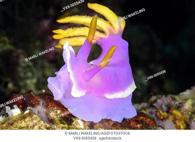 sea slug or nudibranch, Hypselodoris apolegma, Anilao, Batangas, Philippines, Pacific