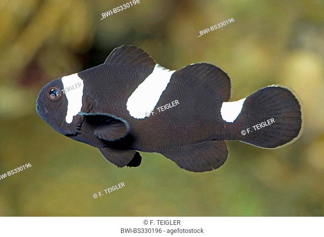 false clown anemonefish, clown anemonefish (Amphiprion ocellaris Black), black breed
