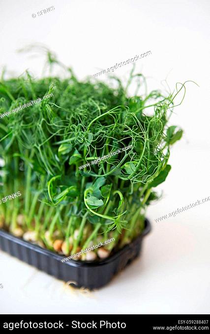 Pea microgreen sprouts. Raw sprouts, microgreens, healthy food concept