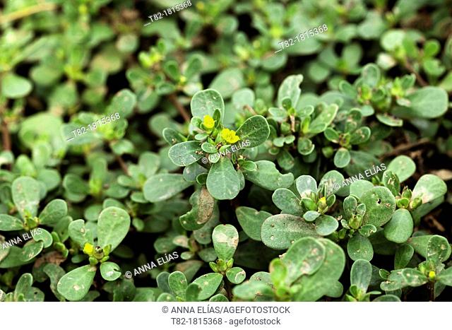 Portulaca oleracea purslane plant, Andévalo, Sierra de Aracena, Huelva, Andalucia, Spain, Europe