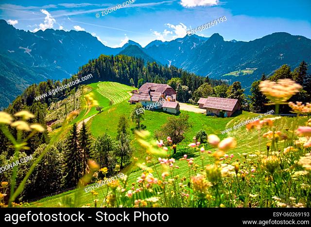 Mountain landscape, Alps in Slovenia with farm and blooming meadows, Solcava panoramic road