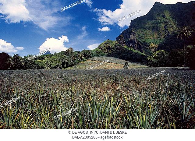 Pineapple plantation, Mo'orea, Society islands, French Polynesia