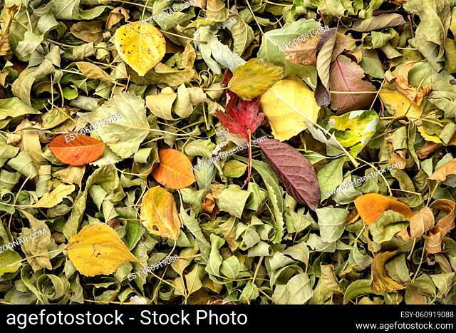 Colorful fall dry leaves background and texture - top view