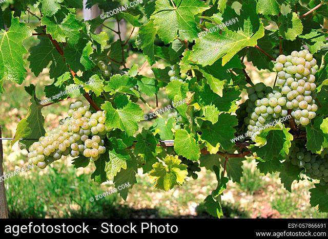 bunches of grapes on vines in a vineyard before harvest