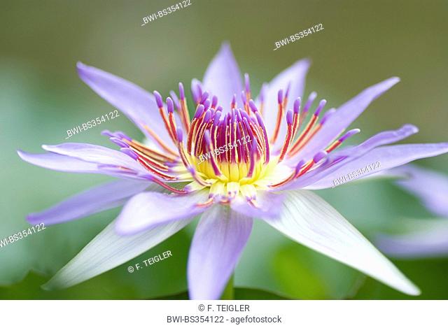 Tropical waterlily, Blue Pigmy (Nymphaea colorata), single flower