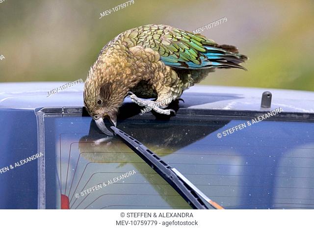 Kea - cheeky adult gnawing on the swiper of a car (Nestor notabilis)
