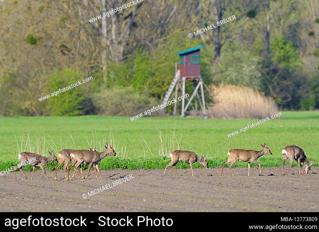 Leap roe deer (Capreolus capreolus) changes over a field, in the background a high seat, spring, April, Hesse, Germany
